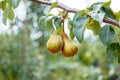 Pears grow on tree. 2 ripe pears grow on tree in garden. Delicious ripe pear fruits during autumn harvest at farm in orchard Royalty Free Stock Photo