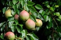 Pears Growing on Pear Tree Royalty Free Stock Photo