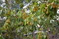 Pears growing on a pear tree Royalty Free Stock Photo