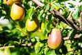 pears growing on a pear tree. pear garden selective focus Royalty Free Stock Photo