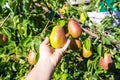 pears growing on a pear tree. pear garden selective focus Royalty Free Stock Photo