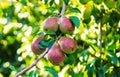 pears growing on a pear tree. pear garden selective focus Royalty Free Stock Photo