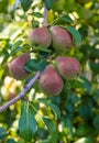 pears growing on a pear tree. pear garden selective focus Royalty Free Stock Photo