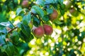 pears growing on a pear tree. pear garden selective focus Royalty Free Stock Photo