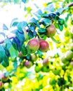 pears growing on a pear tree. pear garden selective focus Royalty Free Stock Photo