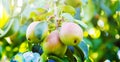 pears growing on a pear tree. pear garden selective focus Royalty Free Stock Photo