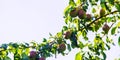 pears growing on a pear tree. pear garden selective focus Royalty Free Stock Photo