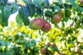 pears growing on a pear tree. pear garden selective focus Royalty Free Stock Photo