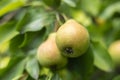 pears growing on a pear tree. pear garden selective focus Royalty Free Stock Photo