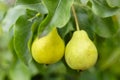 pears growing on a pear tree. pear garden selective focus Royalty Free Stock Photo