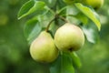 pears growing on a pear tree. pear garden selective focus Royalty Free Stock Photo