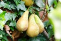 Pears Growing on a Pear Tree Royalty Free Stock Photo