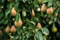 Pears Growing on Pear Tree Royalty Free Stock Photo