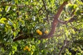 pears growing on a pear tree with sunlight shining through the leaves Royalty Free Stock Photo