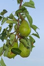 Pears growing in tree