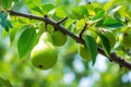 pears hanging low on a tree branch Royalty Free Stock Photo