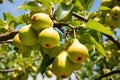 pears hanging low on a tree branch