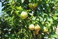 pears hanging on a tree at summer Royalty Free Stock Photo