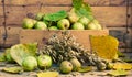 Still life from pears, oats grain, heads and fall leaves Royalty Free Stock Photo