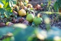 Pears that have fallen to the ground and spoil.