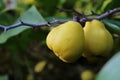 Pears are large mature on a branch in the garden close-up in the daytime.