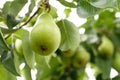 Pears among leaves. Green pears on a branch. Unripe fruits close-up. Fruit garden. Selective focus