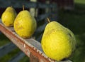 Pears outside Royalty Free Stock Photo