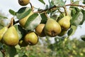 Pears Royalty Free Stock Photo