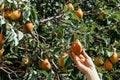 Pears. Picking a pear on a tree in the garden. A garden with a pear crop. Fresh fruits