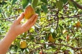 Pears. Picking a pear on a tree in the garden. A garden with a pear crop. Fresh fruits.