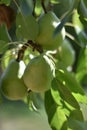 Pears (Pyrus)