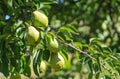 Pears ripen on branch in a rural garden sunny day before harvesting good harvest