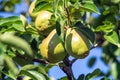 Pears ripen on branch in a rural garden sunny day before harvesting good harvest