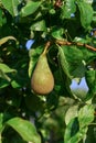 Pears that ripen in the garden Royalty Free Stock Photo