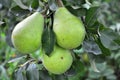 Pears ripen on the tree branch