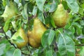 Pears ripen on the tree branch