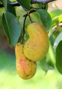 Pears ripen on the tree branch