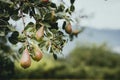 Pears ripening on the pear tree Royalty Free Stock Photo
