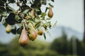 Pears ripening on the pear tree Royalty Free Stock Photo