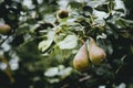 Pears ripening on the pear tree Royalty Free Stock Photo