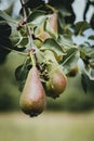 Pears ripening on the pear tree Royalty Free Stock Photo