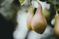 Pears ripening on the pear tree Royalty Free Stock Photo