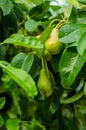 Pears ripening in tree Royalty Free Stock Photo