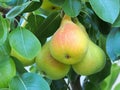 Pears Ripening on Tree Royalty Free Stock Photo