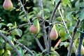 pears ripening on  the tree Royalty Free Stock Photo