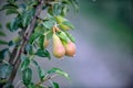 pears ripening on tree in  summer image Royalty Free Stock Photo