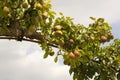 Pears trained over an arch in England