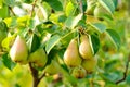 Pears On Tree