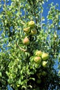 Ripe pears on the tree. Royalty Free Stock Photo