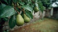 Pears on a tree branch with rain droplets. Royalty Free Stock Photo